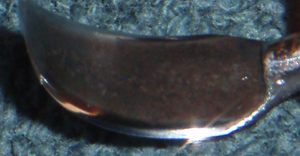 forged blade showing small hammer marks from cold peining and microbevel